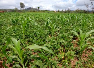 Pratiquer l’agroécologie pour préserver l’environnement et pour assurer une alimentation saine